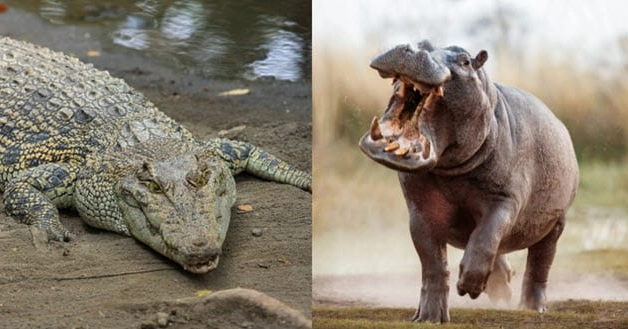 10 Shockingly Unexpected “Paleo Diet” Foods — #5 Is Absolutely Mind-Bending 10 Shockingly Unexpected “Paleo Diet” Foods — #5 Is Absolutely Mind-Bending