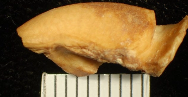 10 Shockingly Unexpected “Paleo Diet” Foods — #5 Is Absolutely Mind-Bending 10 Shockingly Unexpected “Paleo Diet” Foods — #5 Is Absolutely Mind-Bending