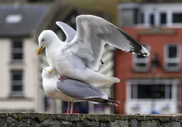 10 Laugh-Out-Loud Wildlife Moments — Wait Until You See #7’s Cheeky Grin!