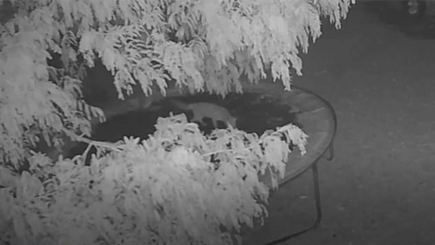 10 Laugh-Out-Loud Wildlife Moments — Wait Until You See #7’s Cheeky Grin! 10 Laugh-Out-Loud Wildlife Moments — Wait Until You See #7’s Cheeky Grin!